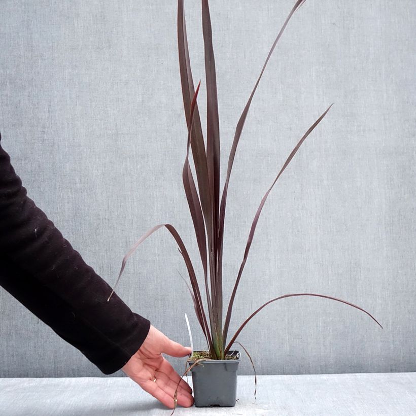 Exemplaar van Phormium tenax Black Velvet - Nieuw-Zeelands vlas Kweekpotje van 8/9 cm zoals geleverd in de winter