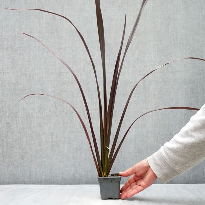 Exemplaar van Phormium tenax Black Velvet - Nieuw-Zeelands vlas Kweekpotje van 8/9 cm zoals geleverd in de lente