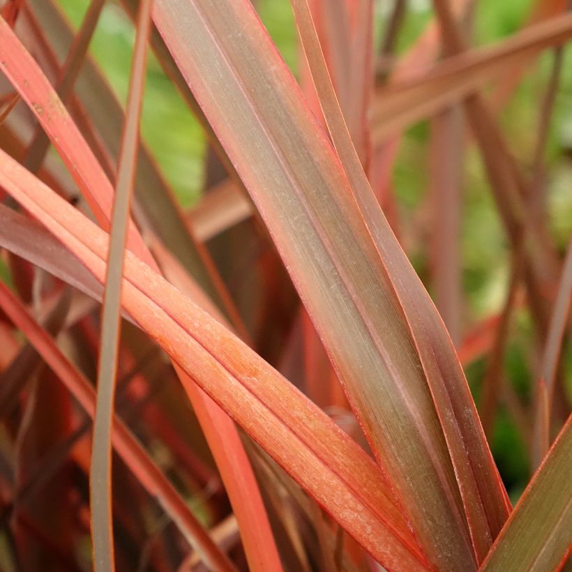 Phormium Bronze Baby - Nieuw-Zeelands vlas (Blad)