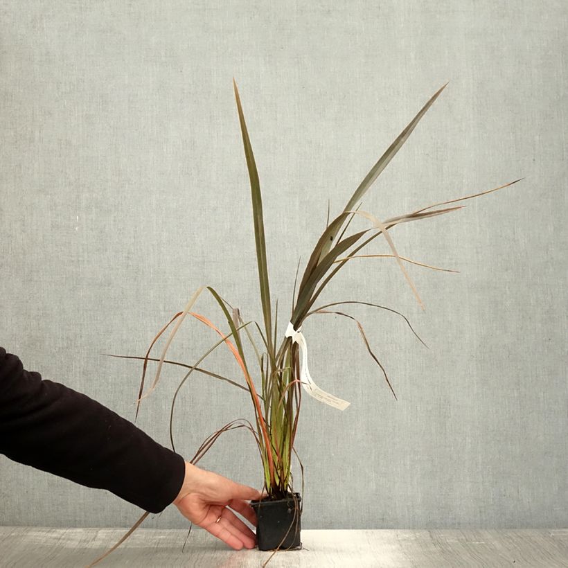 Exemplaar van Phormium Bronze Baby - Lin de Nouvelle-Zélande Godet de 8/9 cm zoals geleverd in de herfst