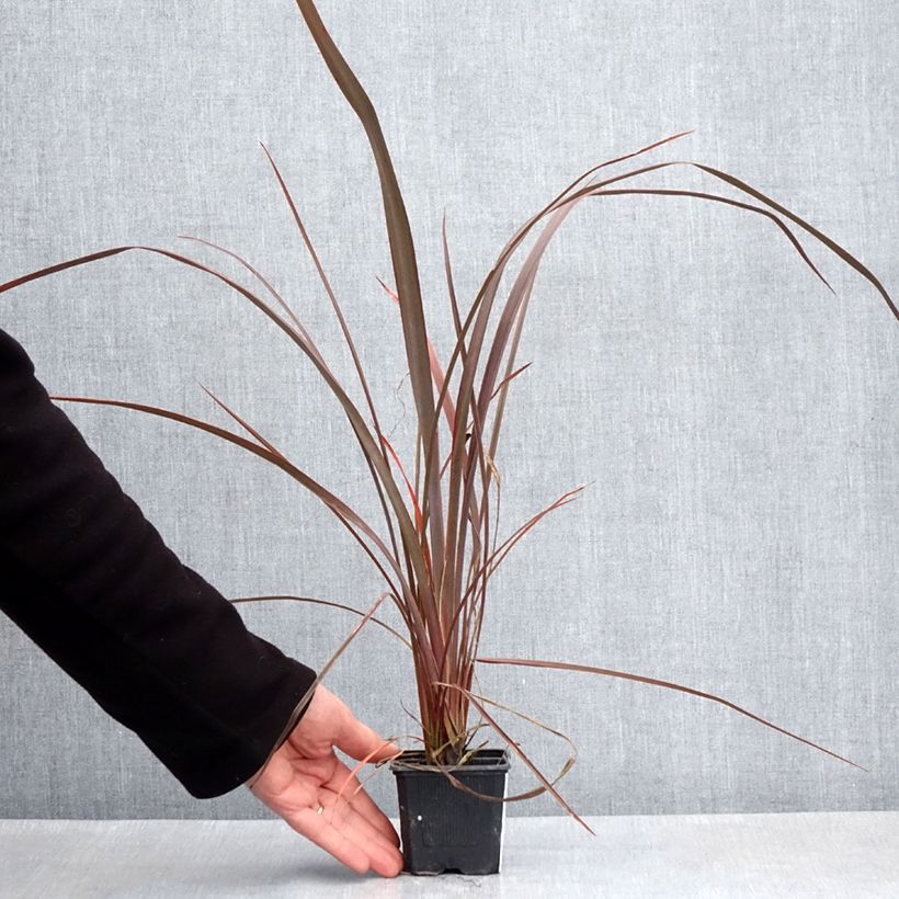 Example of Phormium Bronze Baby - Nieuw-Zeelands vlas Kweekpotje van 8/9 cm as you get in printemps