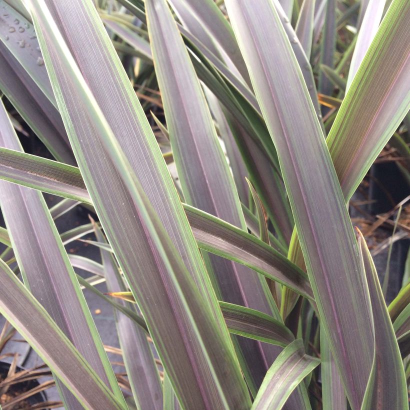 Phormium Chocomint - Nieuw-Zeelands vlas (Blad)