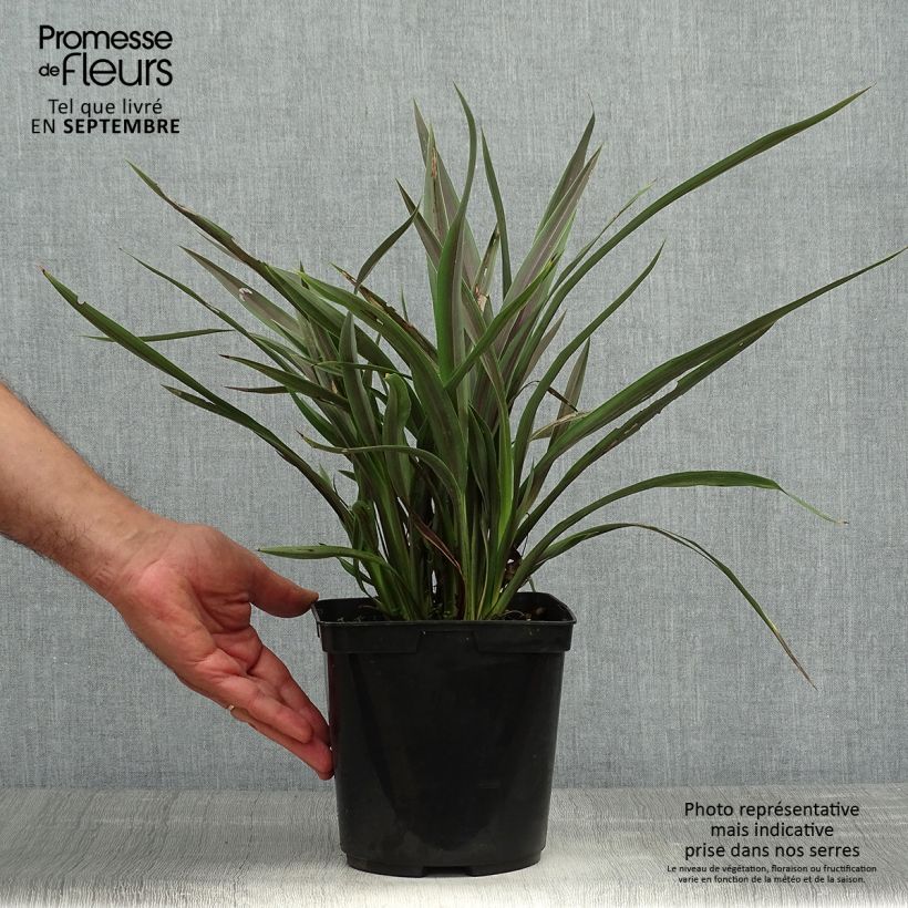 Exemplaar van Phormium Chocomint - Nieuw-Zeelands vlas Pot van 3 l/4 l zoals geleverd in de herfst