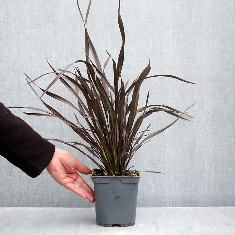 Exemplaar van Phormium cookianum Black Adder - Nieuw-Zeelands vlas Pot van 2 l/3 l zoals geleverd in de herfst