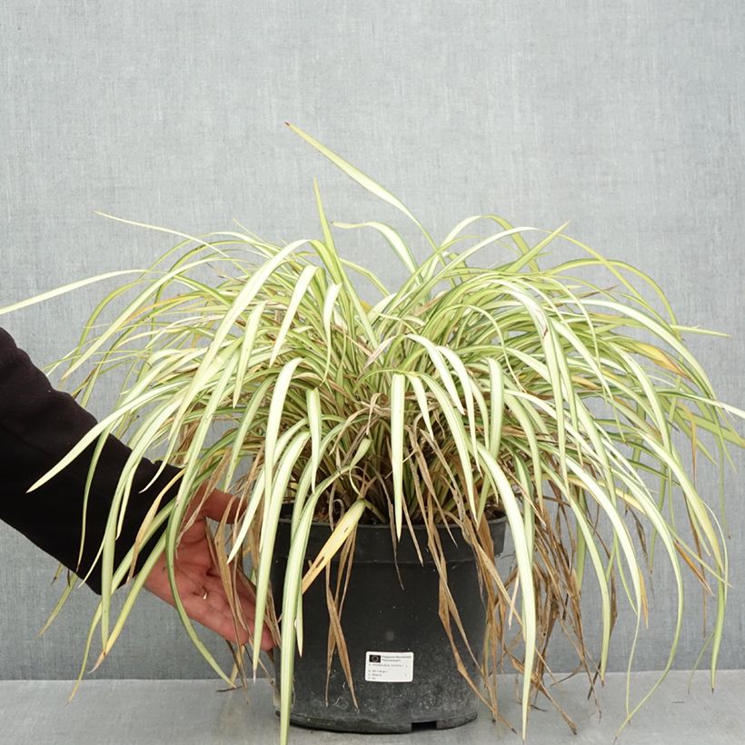 Exemplaar van Phormium cookianum Blondie - Nieuw-Zeelands vlas Pot van 4 l/5 l zoals geleverd in de herfst