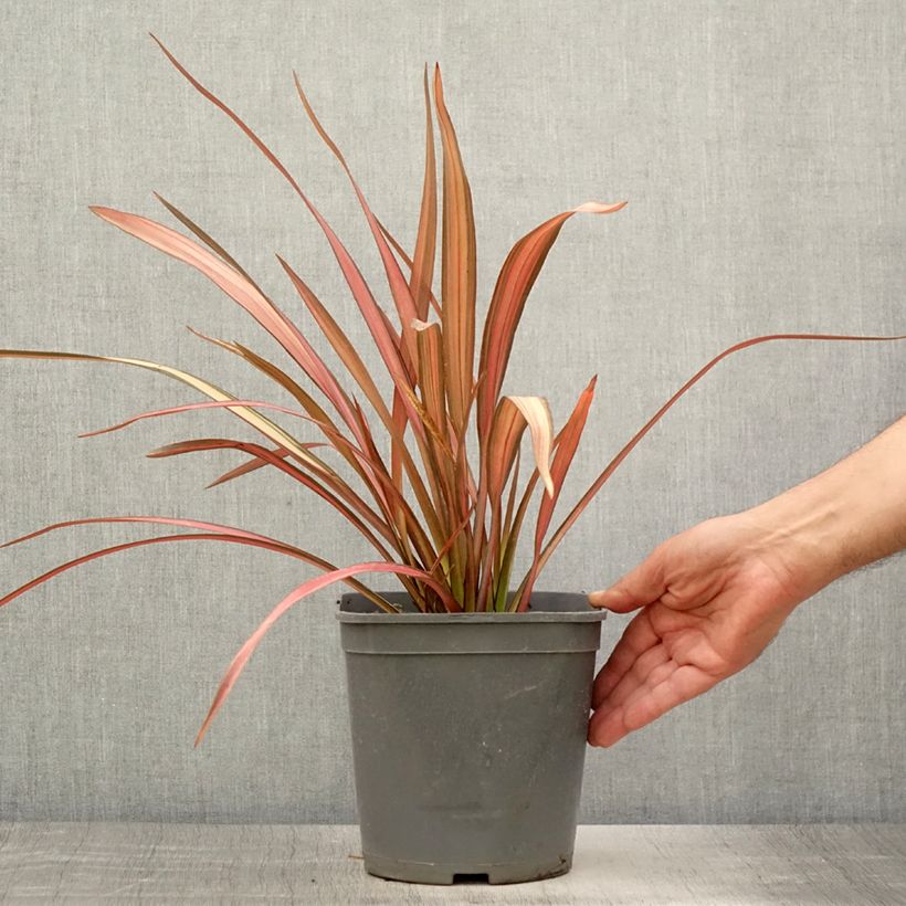 Exemplaar van Phormium Maori Maiden - Nieuw-Zeelands vlas Pot van 3 l/4 l zoals geleverd in de zomer