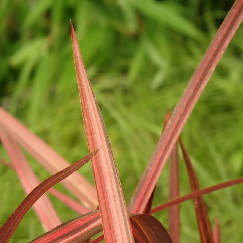 Phormium Maori Maiden - Nieuw-Zeelands vlas (Blad)