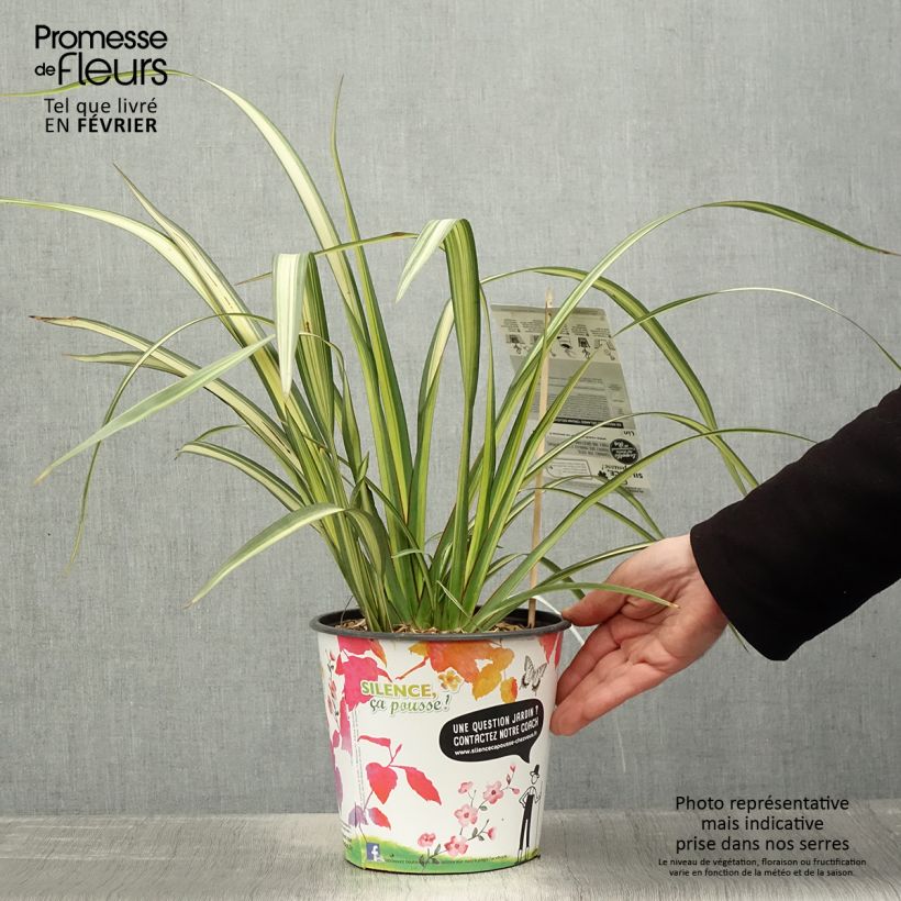 Exemplaar van Phormium Cream Delight - Nieuw-Zeelands vlas Pot van 4 l/5 l zoals geleverd in de winter