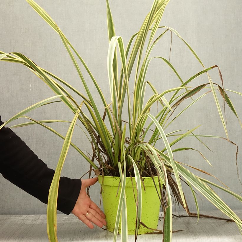 Exemplaar van Phormium Golden Ray - Nieuw-Zeelands vlas Pot van 7,5 l/10 l zoals geleverd in de herfst
