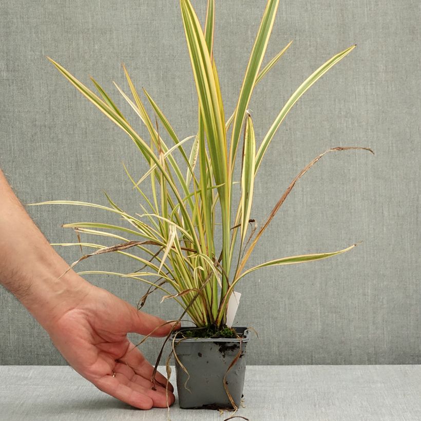 Exemplaar van Phormium Golden Ray - Nieuw-Zeelands vlas Kweekpotje van 8/9 cm zoals geleverd in de lente