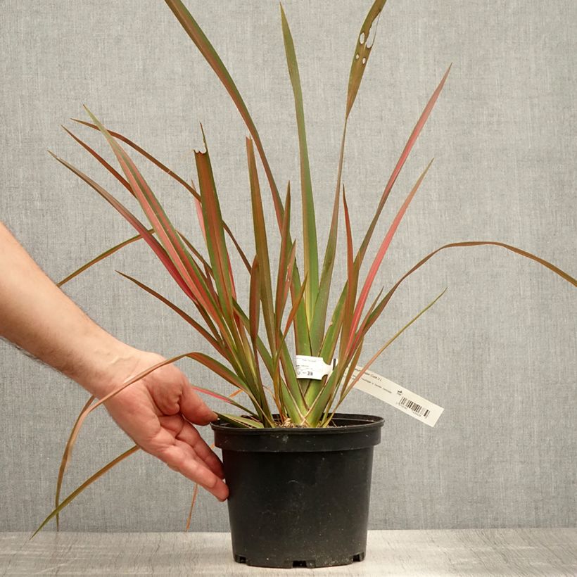 Exemplaar van Phormium Jester - Nieuw-Zeelands vlas Pot van 3 l/4 l zoals geleverd in de zomer