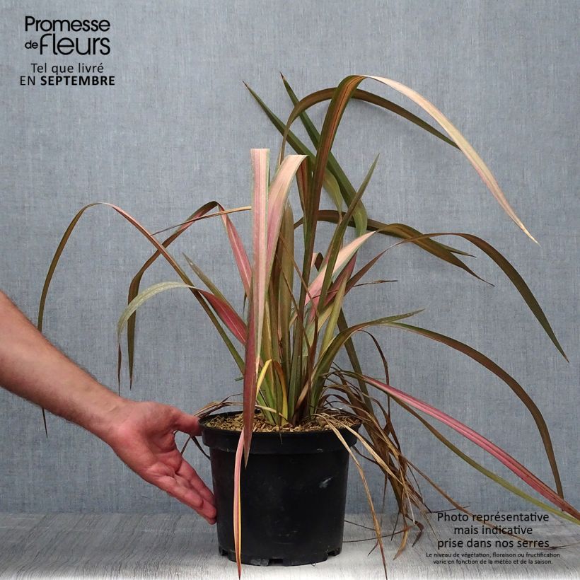 Exemplaar van Phormium Jester - Nieuw-Zeelands vlas Pot van 3 l/4 l zoals geleverd in de herfst