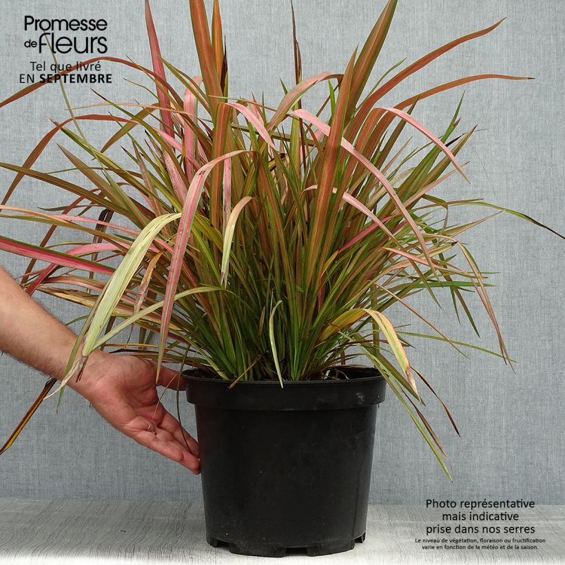 Exemplaar van Phormium Jester - Nieuw-Zeelands vlas Pot van 7,5 l/10 l zoals geleverd in de herfst