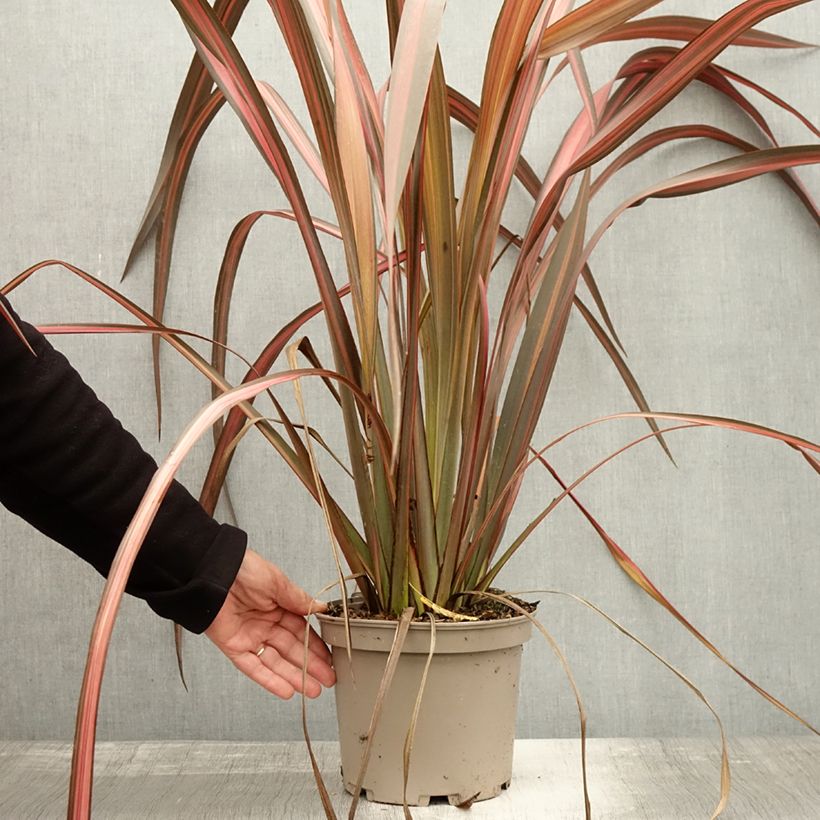 Exemplaar van Phormium Margaret Jones - Nieuw-Zeelands vlas Pot van 4 l/5 l zoals geleverd in de herfst