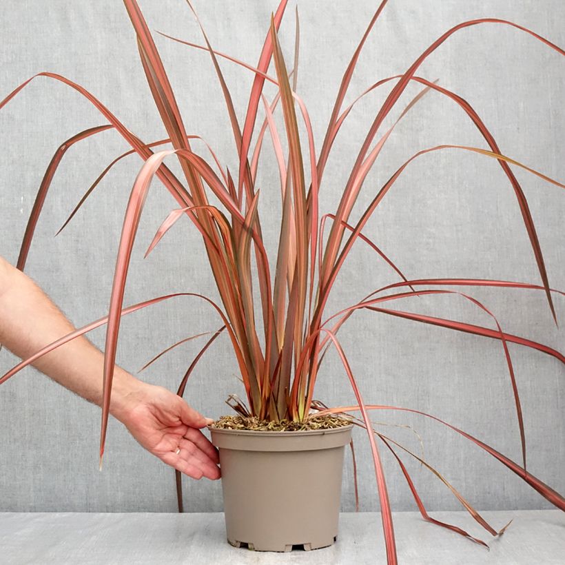 Exemplaar van Phormium Margaret Jones - Nieuw-Zeelands vlas Pot van 4 l/5 l zoals geleverd in de zomer