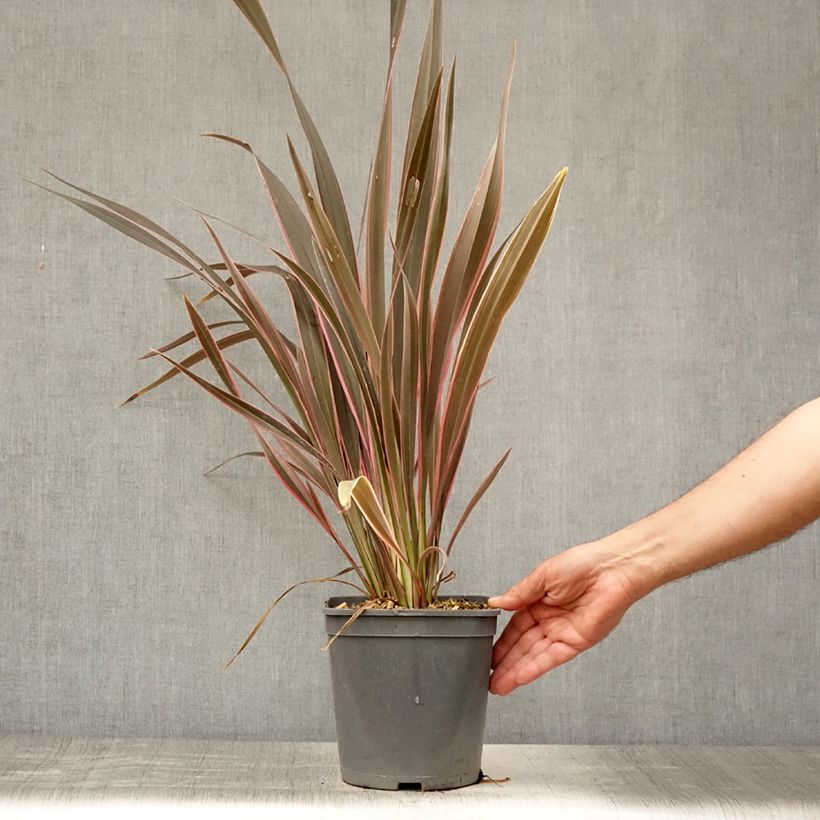 Exemplaar van Phormium Pink Stripe - Nieuw-Zeelands vlas Pot van 3 l/4 l zoals geleverd in de zomer