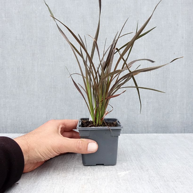 Exemplaar van Phormium Platts Black - Nieuw-Zeelands vlas Kweekpotje van 8/9 cm zoals geleverd in de herfst