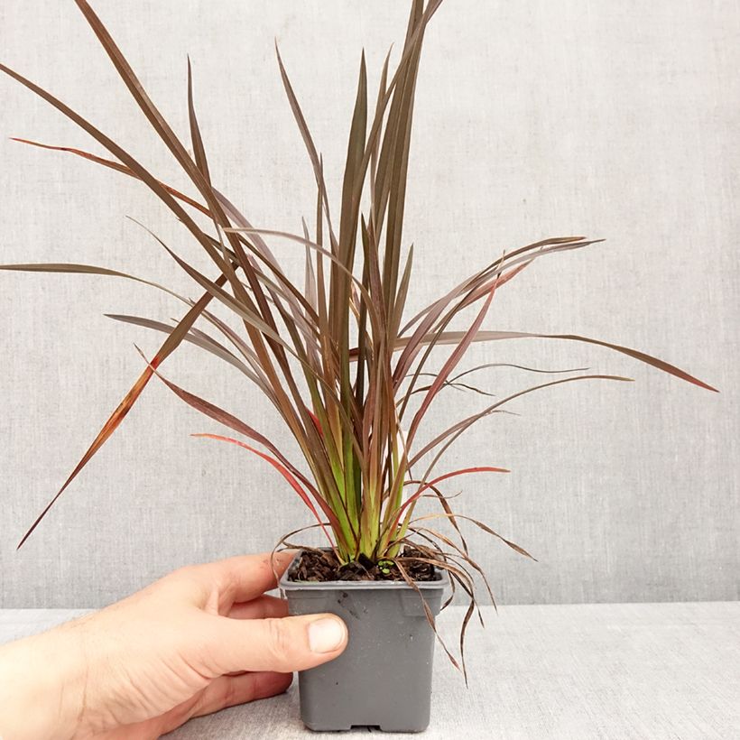 Exemplaar van Phormium Platts Black - Nieuw-Zeelands vlas Kweekpotje van 8/9 cm zoals geleverd in de lente