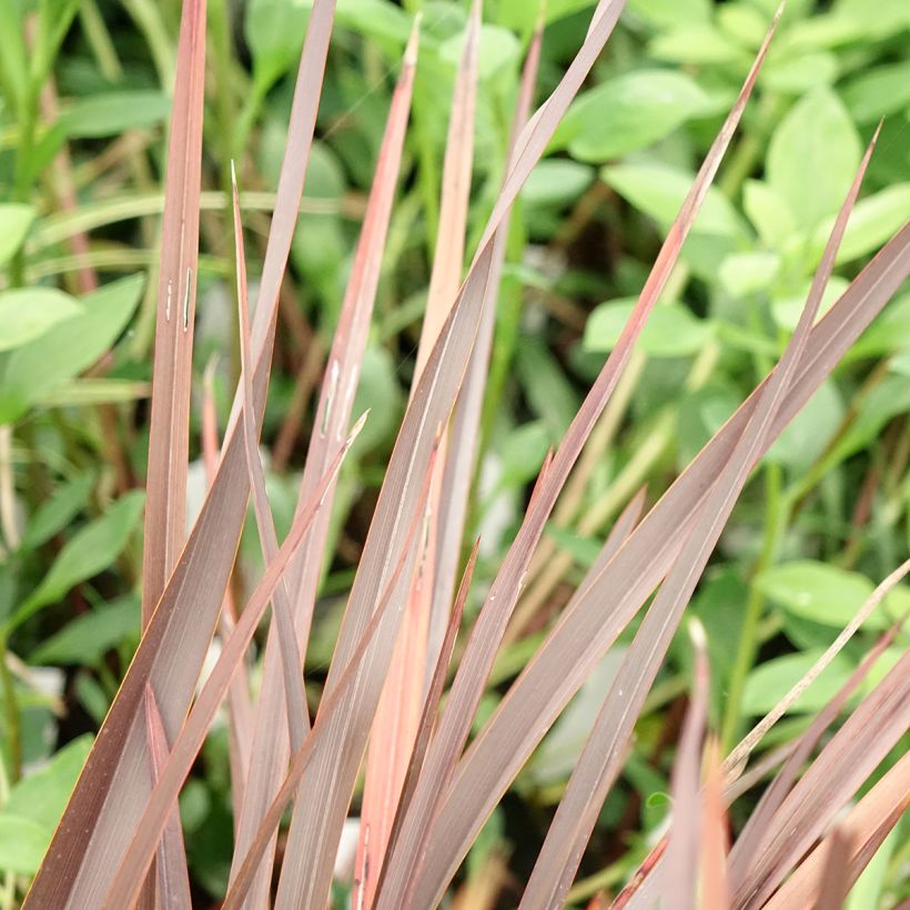 Phormium Platts Black - Nieuw-Zeelands vlas (Blad)