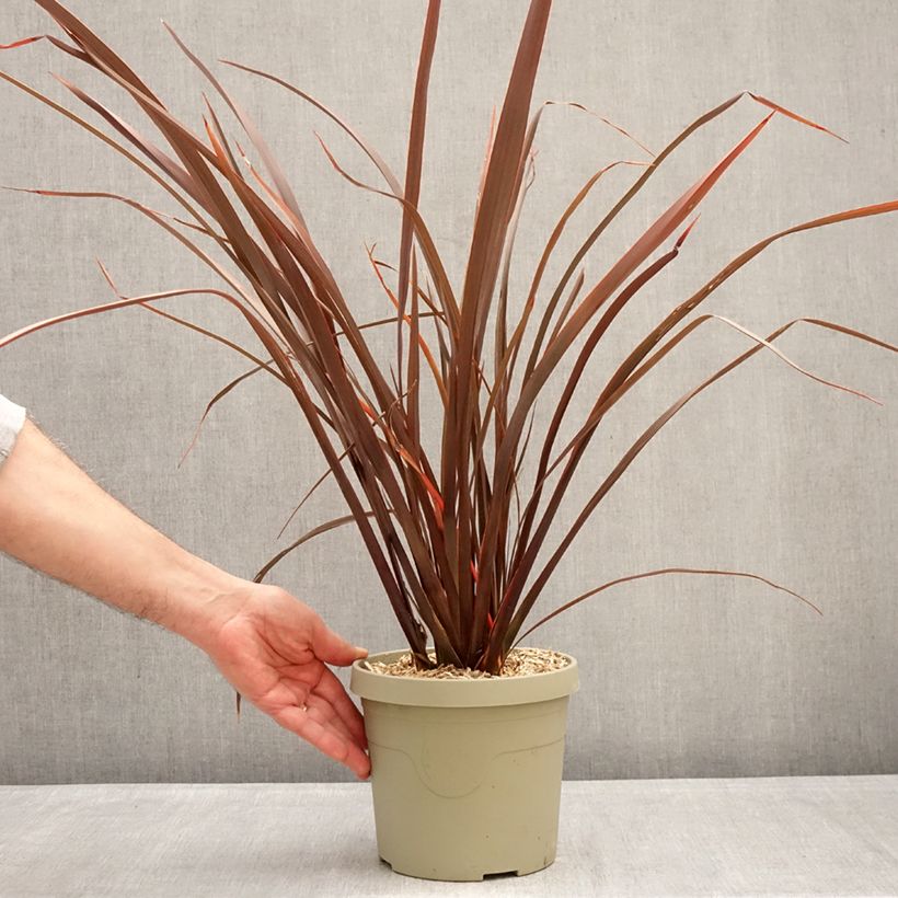 Exemplaar van Phormium Platts Black - Nieuw-Zeelands vlas Pot van 3 l/4 l zoals geleverd in de winter