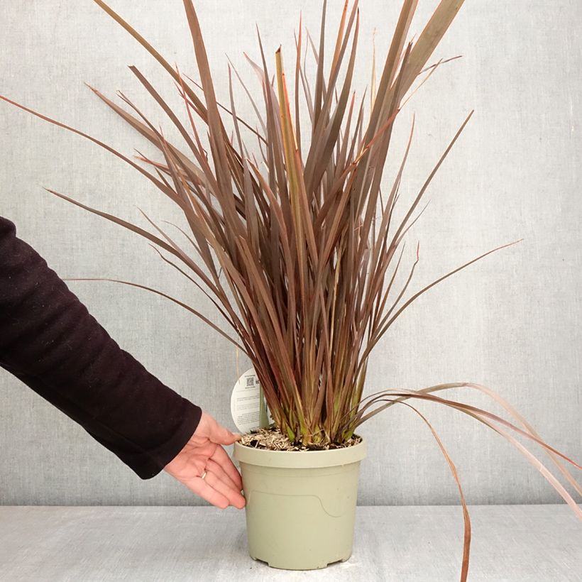 Exemplaar van Phormium Platts Black - Nieuw-Zeelands vlas Pot van 3 l/4 l zoals geleverd in de lente