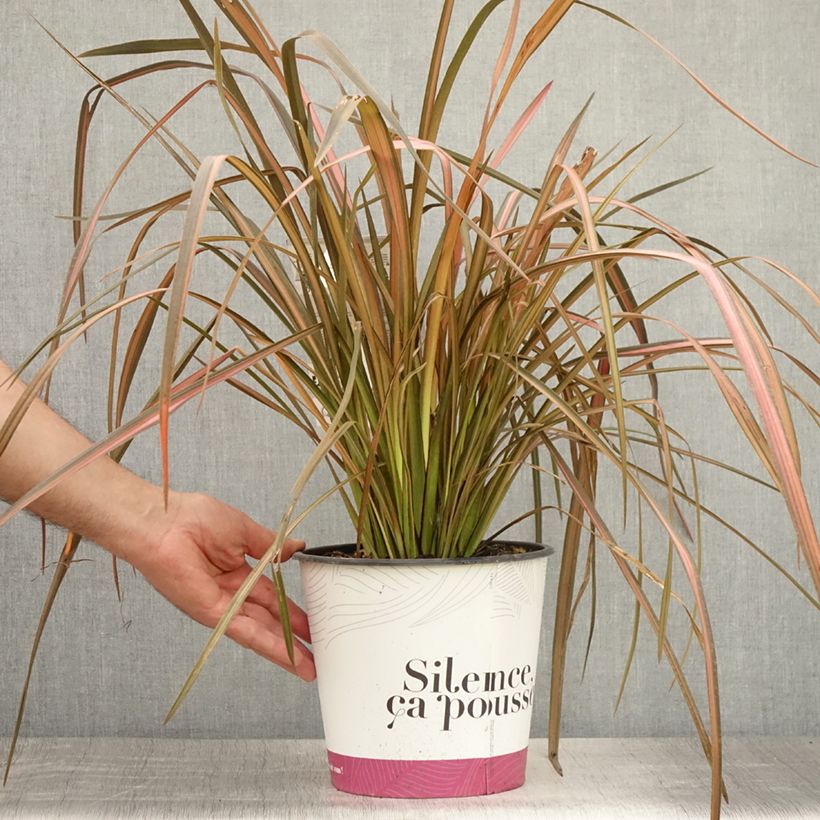 Exemplaar van Phormium Rainbow Maiden - Nieuw-Zeelands vlas Pot van 3 l/4 l zoals geleverd in de zomer