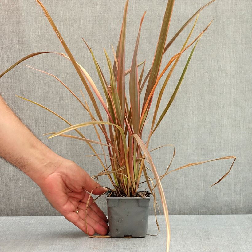 Exemplaar van Phormium Rainbow Queen - Nieuw-Zeelands vlas Kweekpotje van 8/9 cm zoals geleverd in de zomer