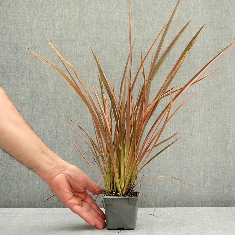 Exemplaar van Phormium Rainbow Queen - Nieuw-Zeelands vlas Kweekpotje van 8/9 cm zoals geleverd in de lente