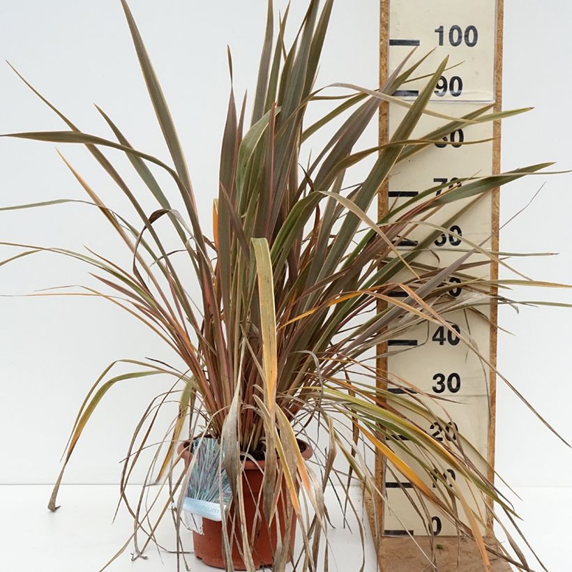 Exemplaar van Phormium Rainbow Queen - Nieuw-Zeelands vlas Pot van 7,5 l/10 l zoals geleverd in de herfst