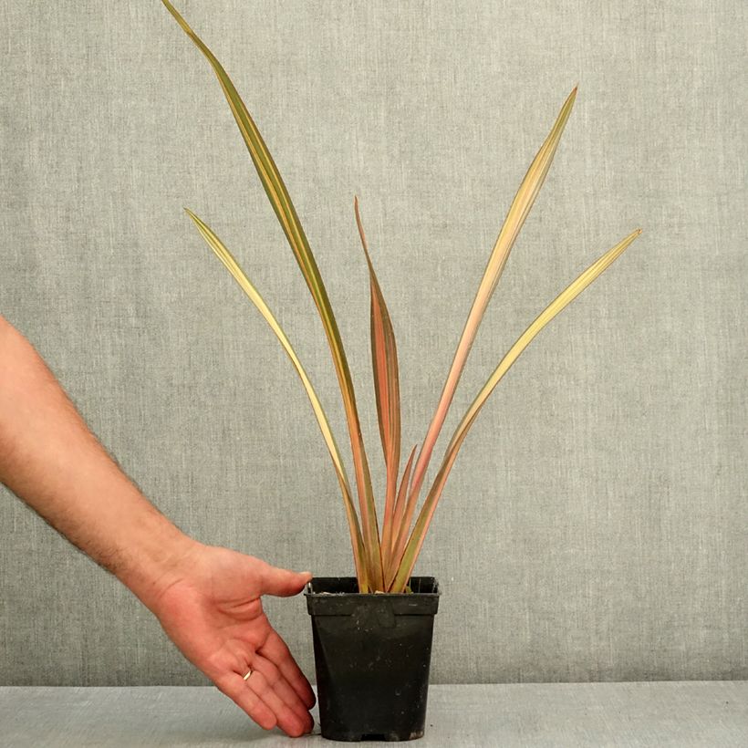 Exemplaar van Phormium Rainbow Sunrise - Nieuw-Zeelands vlas Pot van 1,5 l/2 l zoals geleverd in de zomer