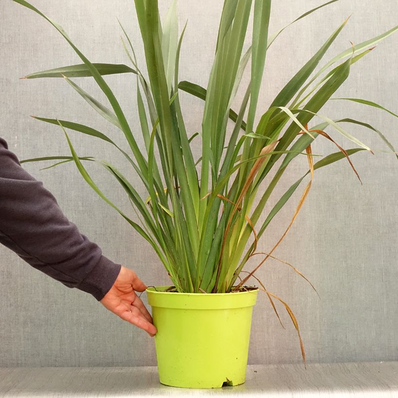 Exemplaar van Phormium tenax - Nieuw-Zeelands vlas Pot van 7,5 l/10 l zoals geleverd in de zomer