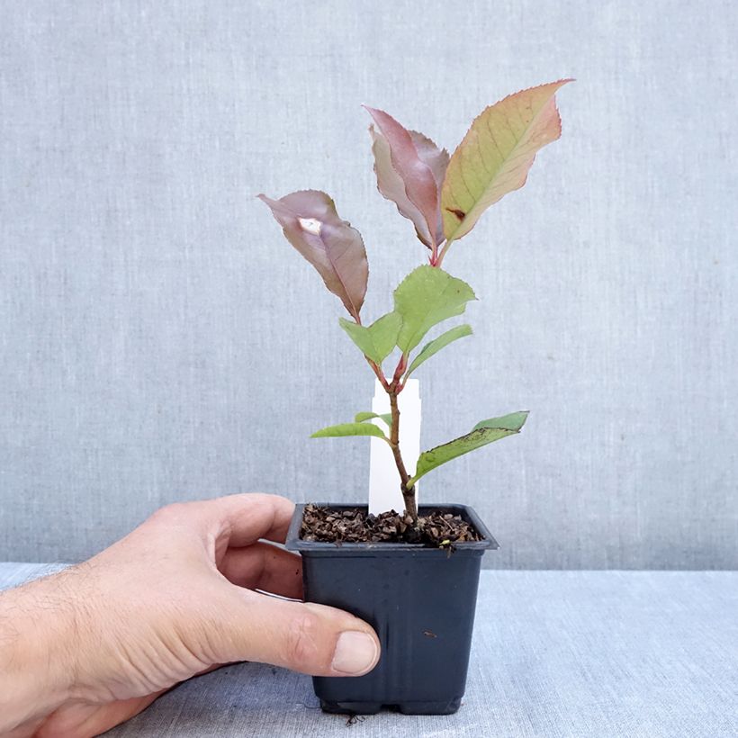 Exemplaar van Photinia fraseri Camilvy - Glansmispel Kweekpotje van 8/9 cm zoals geleverd in de herfst