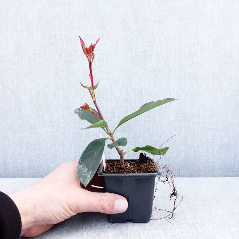 Exemplaar van Photinia fraseri Camilvy - Glansmispel Kweekpotje van 8/9 cm zoals geleverd in de winter