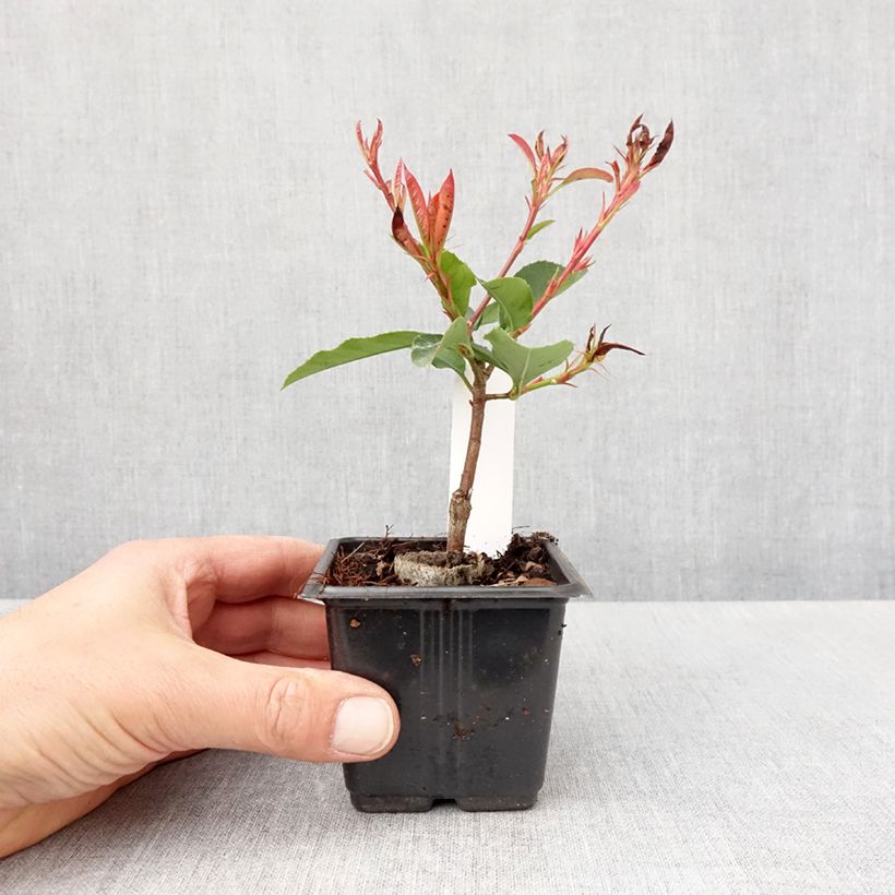 Exemplaar van Photinia fraseri Camilvy - Glansmispel Kweekpotje van 8/9 cm zoals geleverd in de lente