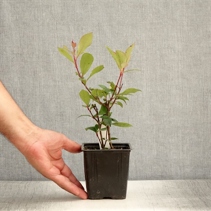 Exemplaar van Photinia fraseri Carré Rouge - Glansmispel Kweekpotje van 8/9 cm zoals geleverd in de zomer