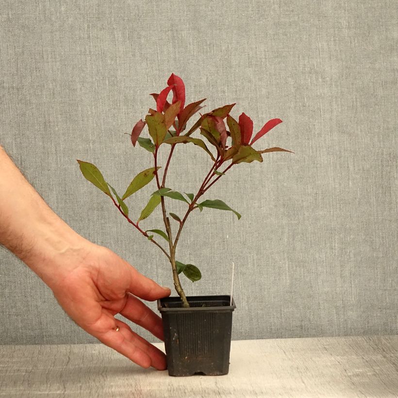 Exemplaar van Photinia fraseri Carré Rouge - Glansmispel Kweekpotje van 8/9 cm zoals geleverd in de lente