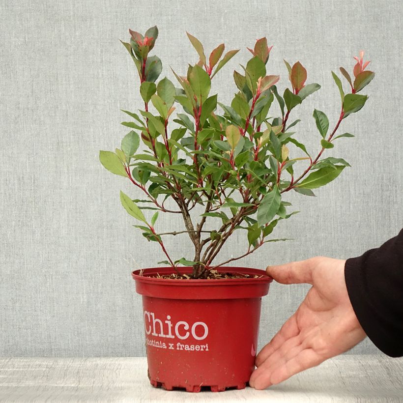 Exemplaar van Photinia fraseri Chico - Glansmispel Pot van 2 l/3 l zoals geleverd in de herfst