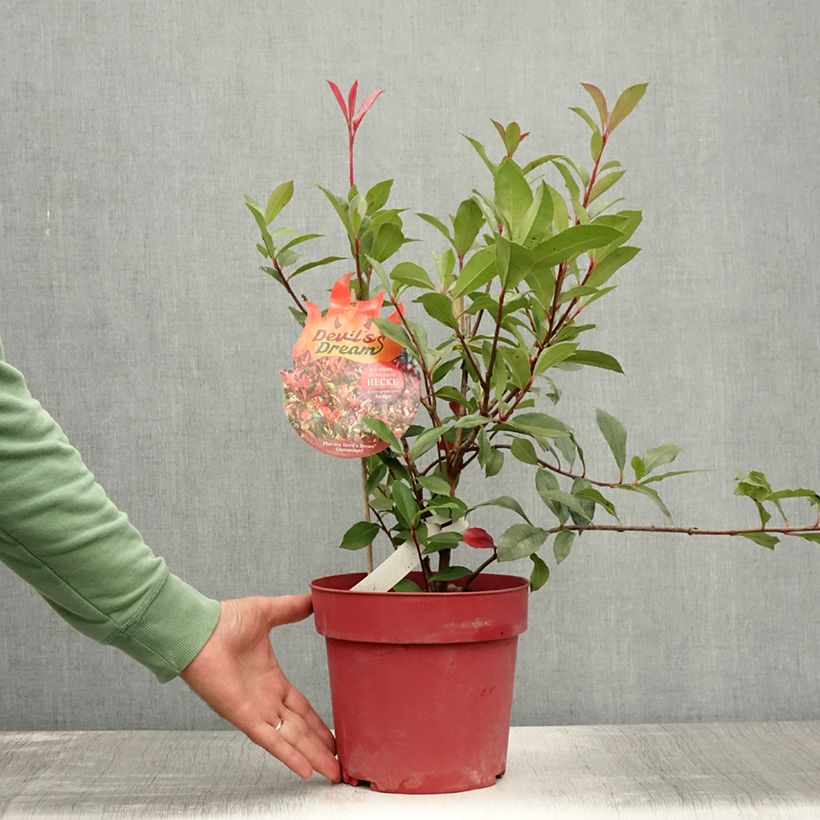 Exemplaar van Photinia fraseri Devils Dream - Glansmispel Pot van 2 l/3 l zoals geleverd in de zomer