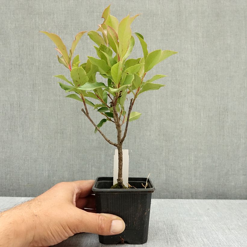 Exemplaar van Photinia fraseri Dynamo Red - Glansmispel Kweekpotje van 8/9 cm zoals geleverd in de zomer