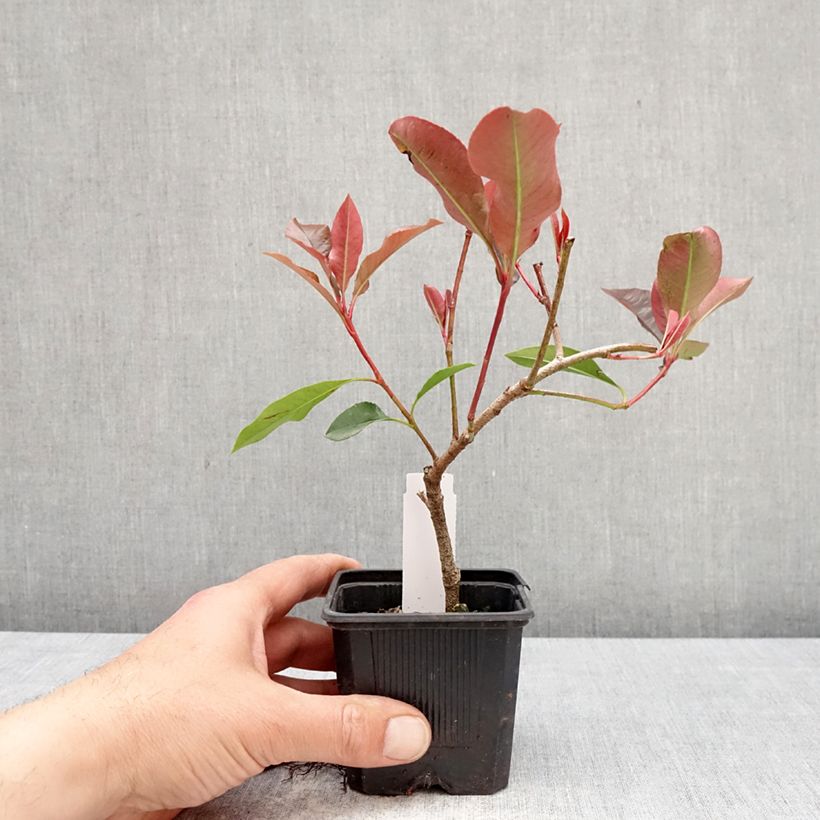 Exemplaar van Photinia fraseri Dynamo Red - Glansmispel Kweekpotje van 8/9 cm zoals geleverd in de lente