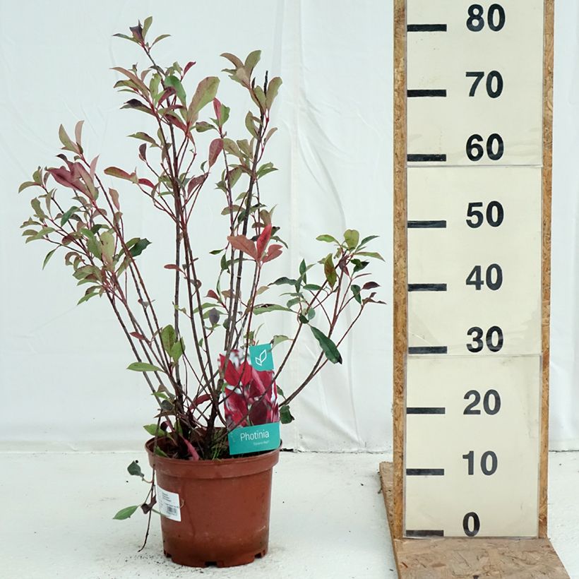 Exemplaar van Photinia fraseri Dynamo Red - Glansmispel Pot van 4 l/5 l zoals geleverd in de herfst