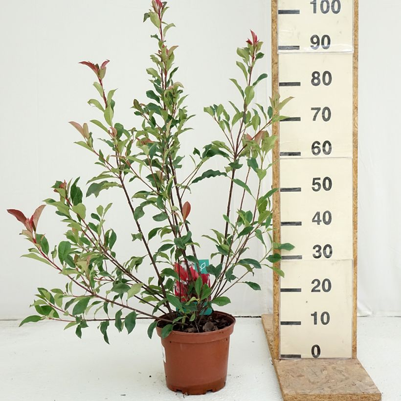 Exemplaar van Photinia fraseri Dynamo Red - Glansmispel Pot van 4 l/5 l zoals geleverd in de zomer