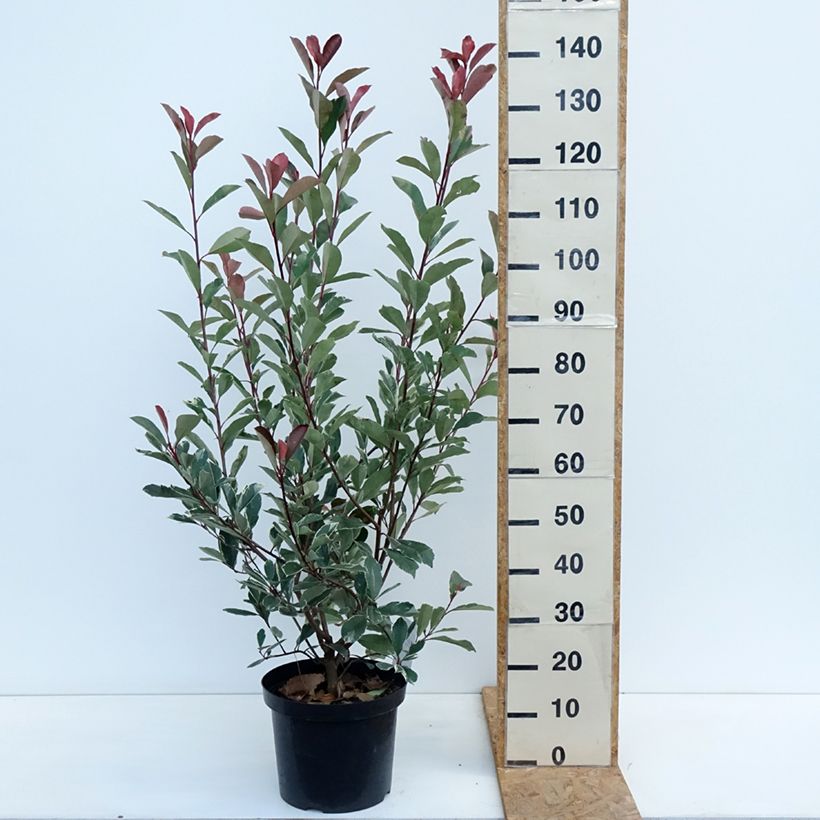 Exemplaar van Photinia Louise - Glansmispel Pot van 7,5 l/10 l zoals geleverd in de herfst