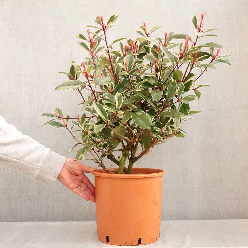 Exemplaar van Photinia Louise - Glansmispel Pot van 7,5 l/10 l zoals geleverd in de winter