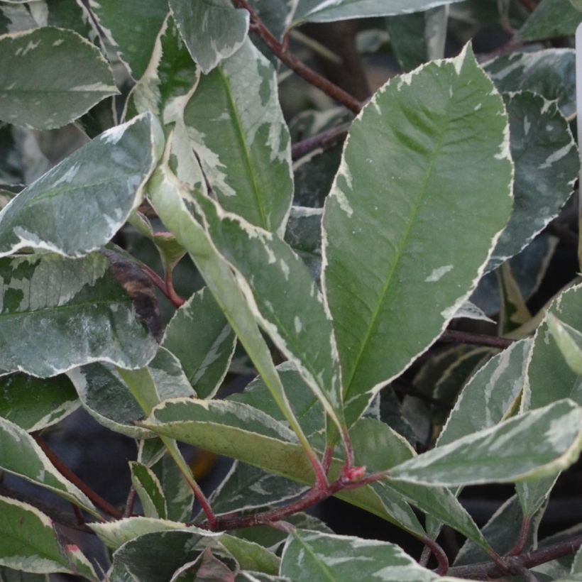 Photinia fraseri Pink Marble - Glansmispel (Foliage)