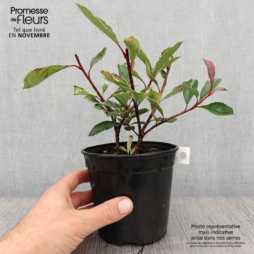Exemplaar van Photinia fraseri Pink Marble - Glansmispel Pot van 1 l/1,5 l zoals geleverd in de herfst