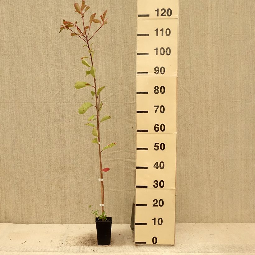 Exemplaar van Photinia fraseri Pink Marble - Glansmispel Pot van 1 l/1,5 l zoals geleverd in de zomer