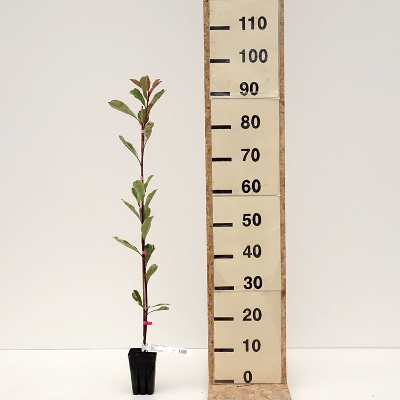 Exemplaar van Photinia fraseri Pink Marble Pot de 1L/1,5L zoals geleverd in de winter