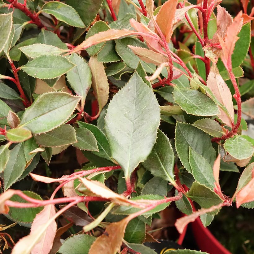 Photinia fraseri Red Ballcoon - Glansmispel (Blad)