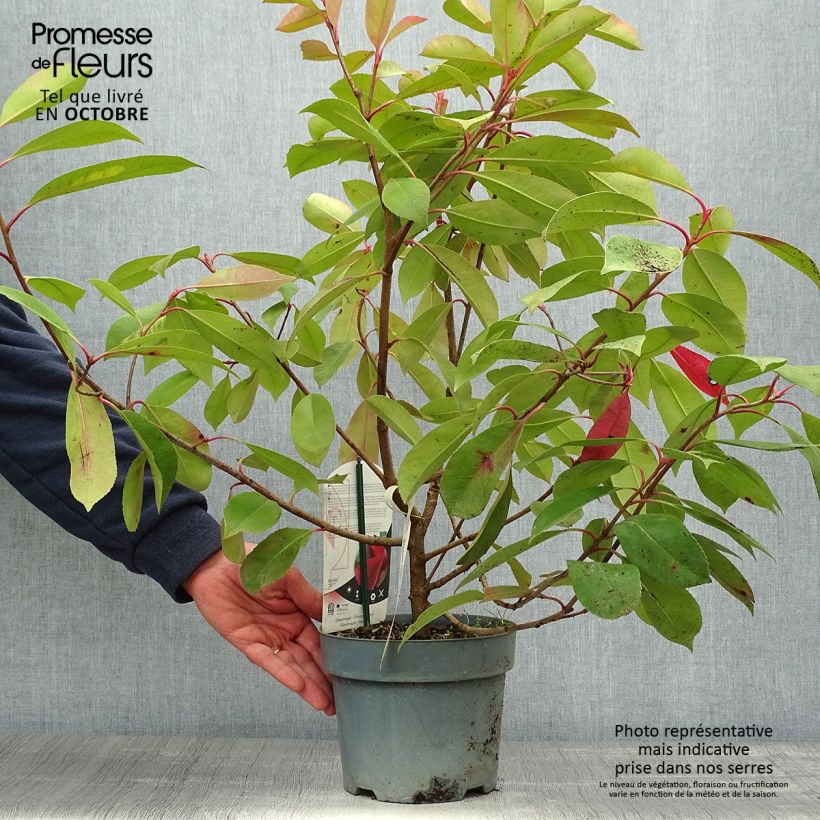 Exemplaar van Photinia fraseri Red Light - Glansmispel Pot van 3 l/4 l zoals geleverd in de herfst